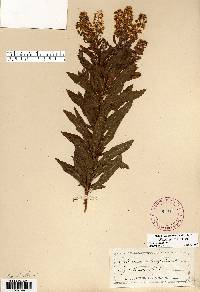 Spiraea alba image