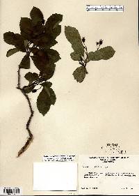 Crataegus punctata image