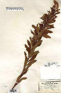 Spiraea alba image