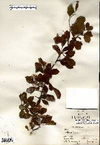 Crataegus punctata image