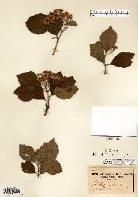 Crataegus calpodendron image