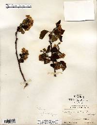 Crataegus mollis image