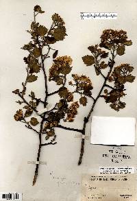 Crataegus mollis image