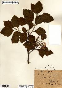 Crataegus calpodendron image