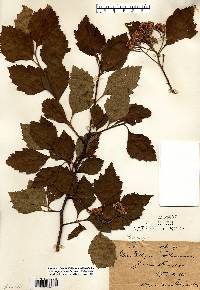 Crataegus calpodendron image