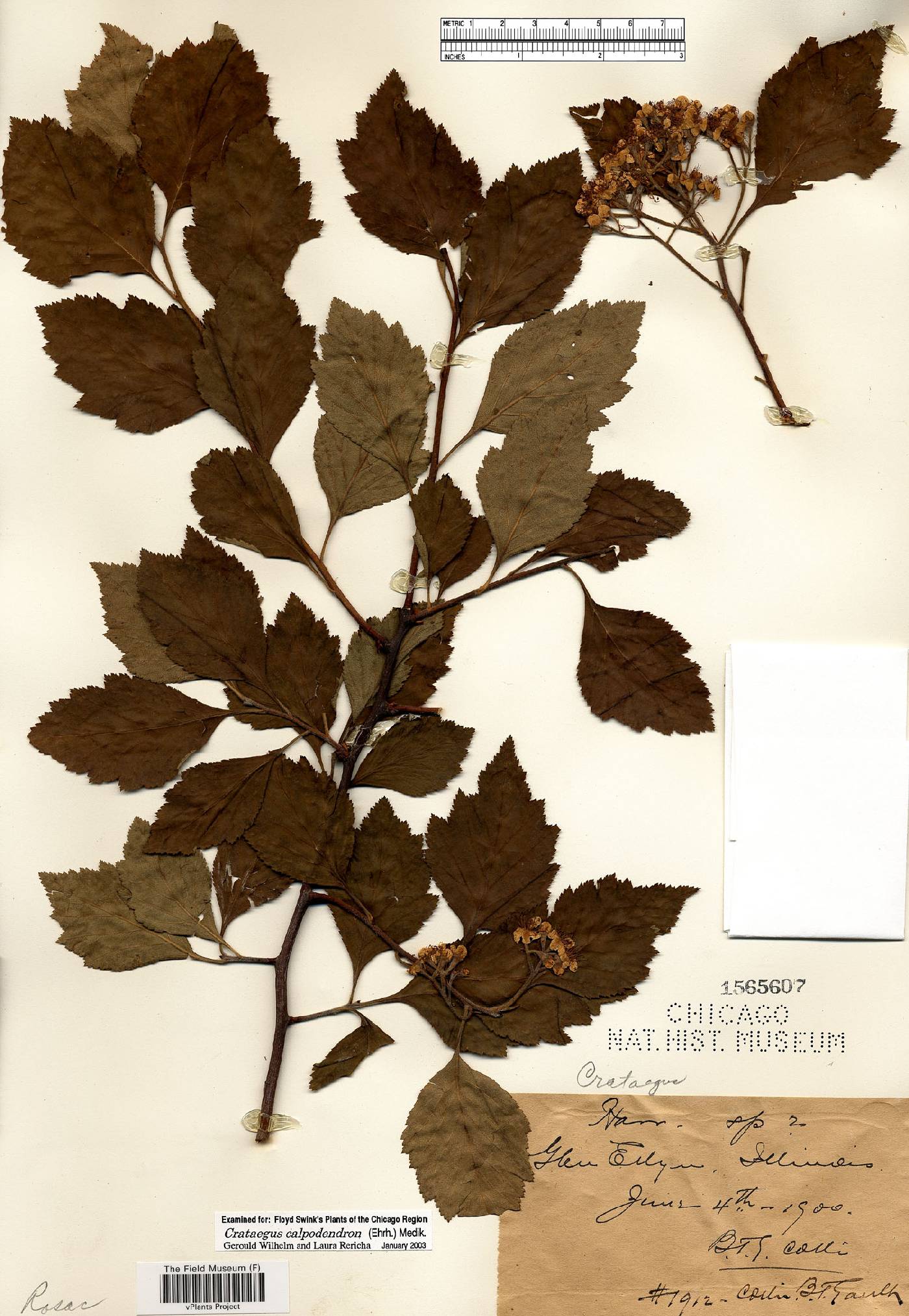 Crataegus calpodendron image