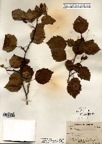 Crataegus pedicellata image