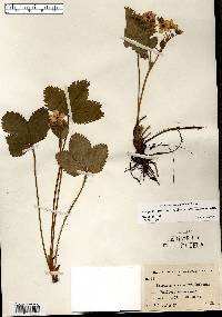 Fragaria virginiana var. illinoensis image