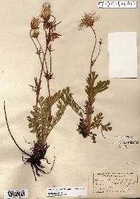 Geum triflorum image