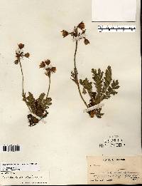 Geum triflorum image