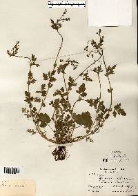 Geum vernum image