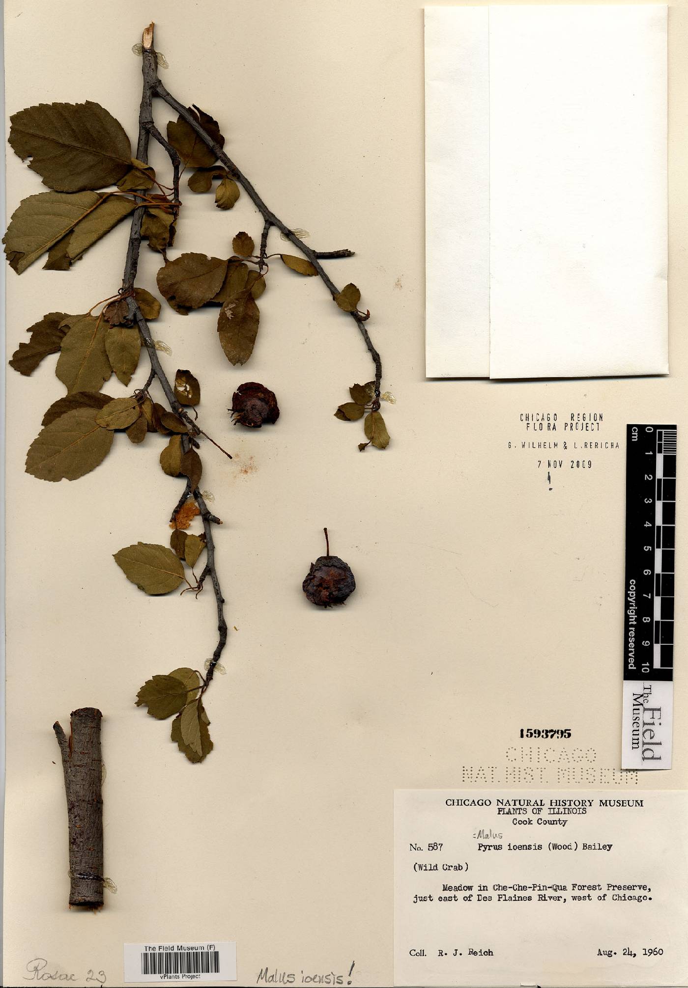 Malus ioënsis image