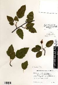 Malus ioënsis image