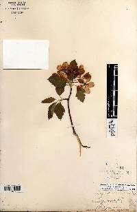 Malus coronaria image