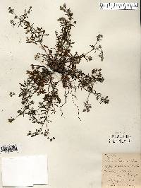 Potentilla argentea image