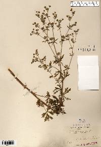 Potentilla argentea image