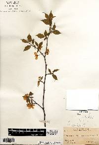 Prunus nigra image