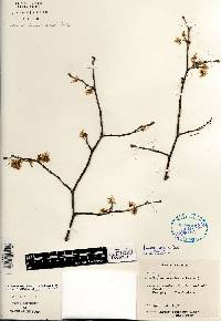 Prunus nigra image