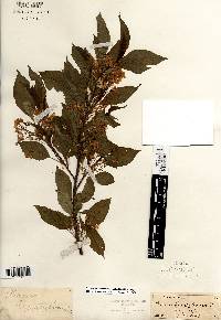 Prunus pensylvanica image