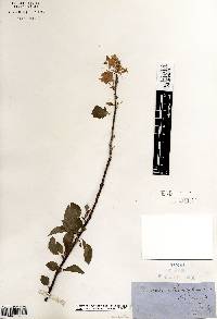 Prunus pensylvanica image