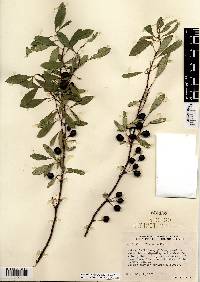 Prunus pumila image