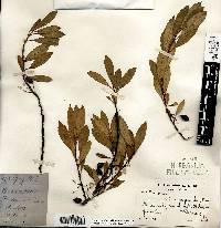 Prunus pumila image