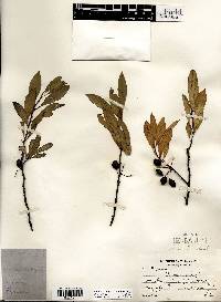 Prunus pumila image