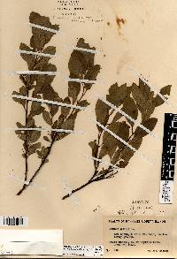 Prunus pumila var. besseyi image