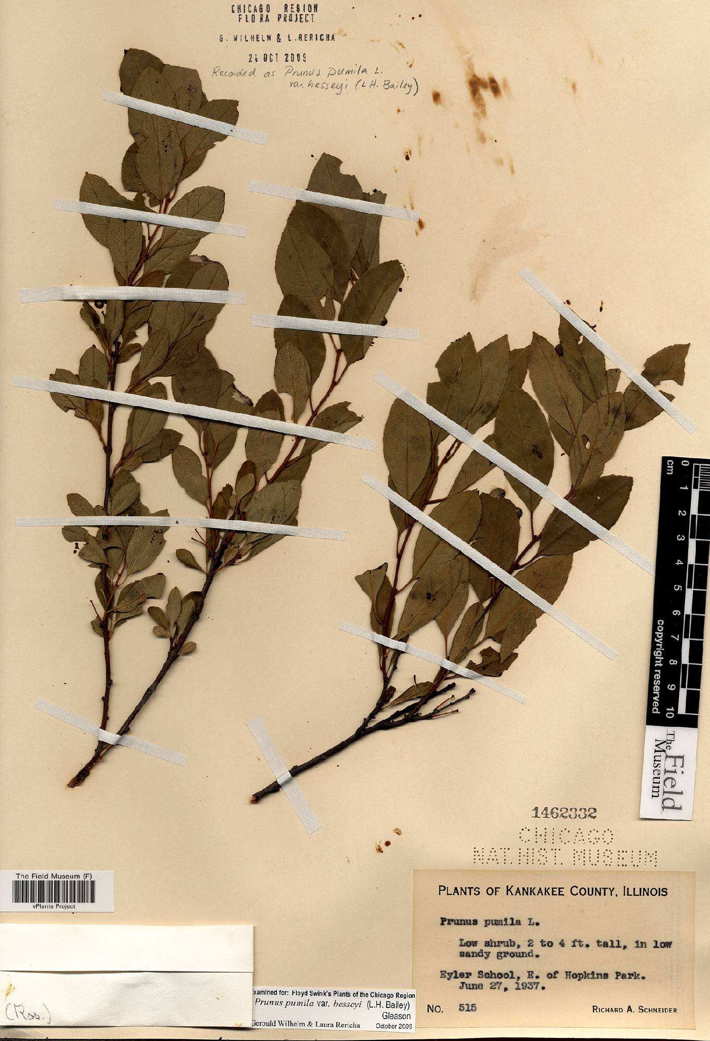 Prunus pumila var. besseyi image