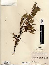 Prunus pumila image