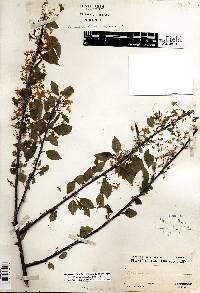 Prunus pensylvanica image