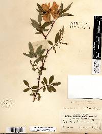 Rosa palustris image