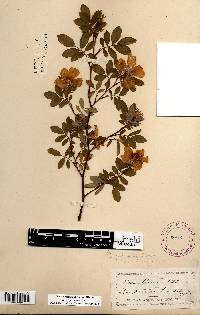 Rosa palustris image