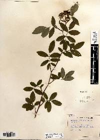 Rosa palustris image