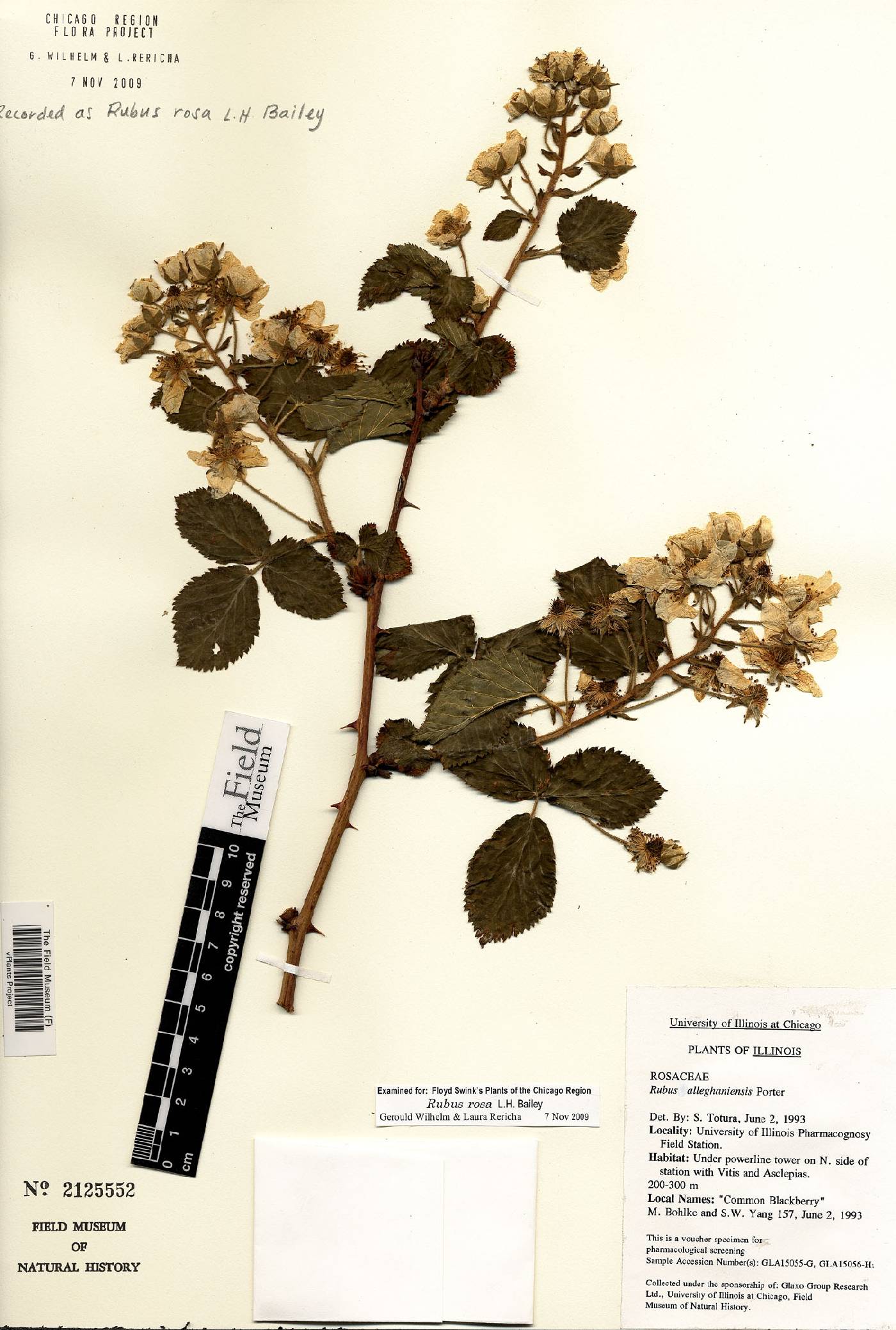 Rubus rosa image