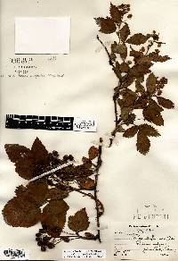 Rubus × pergratus image