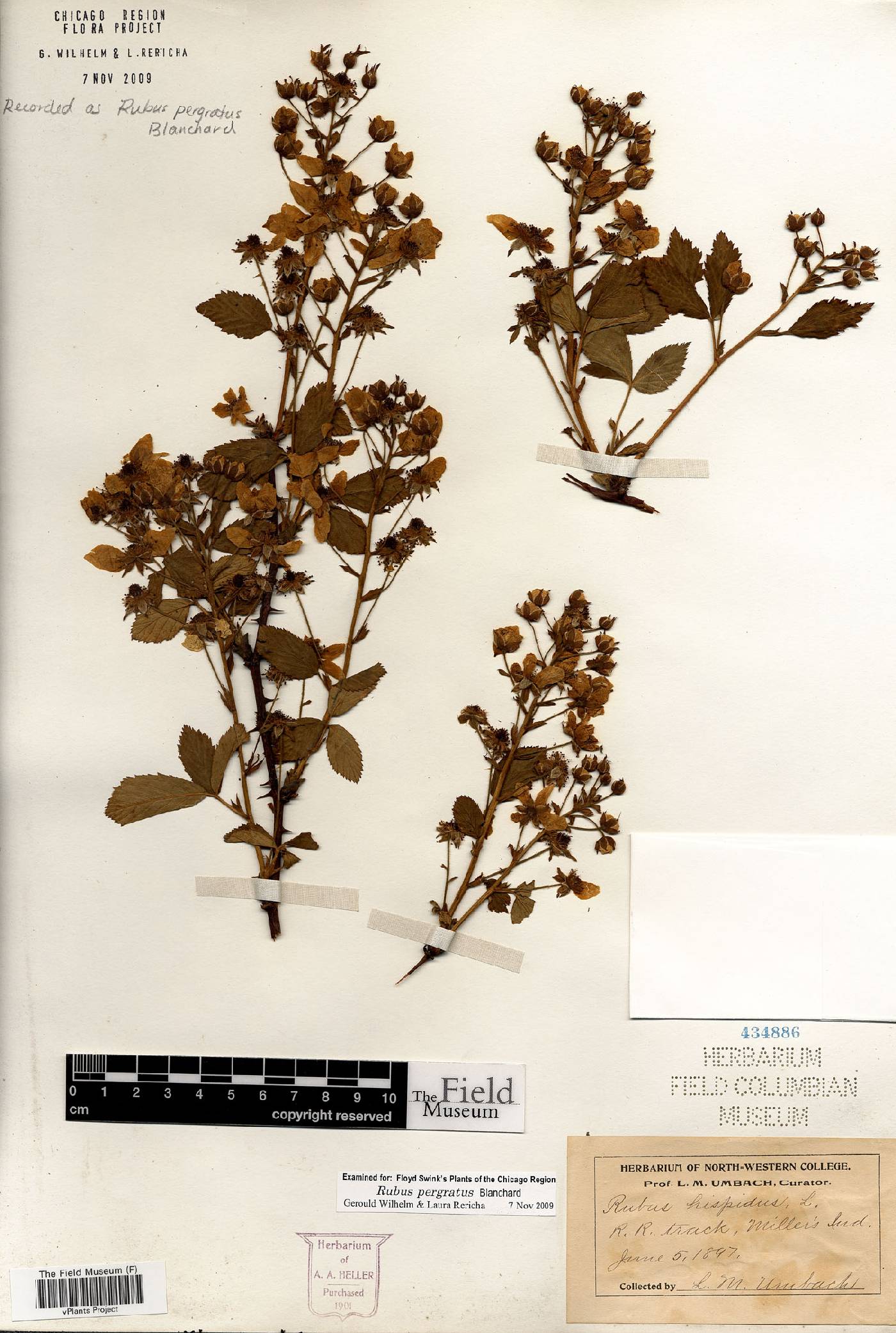 Rubus × pergratus image