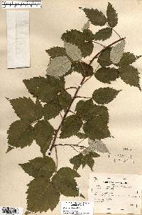 Rubus occidentalis image