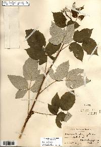 Rubus occidentalis image