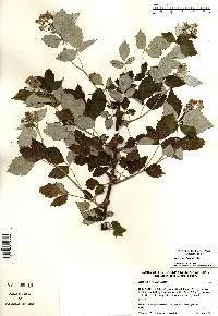 Rubus occidentalis image