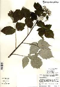 Rubus occidentalis image