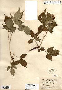 Rubus occidentalis image