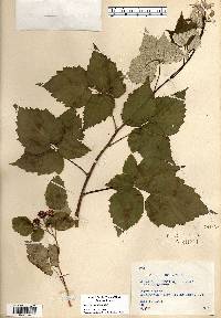 Rubus occidentalis image