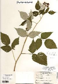 Rubus occidentalis image