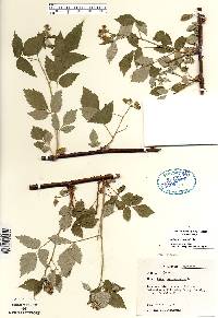 Rubus occidentalis image