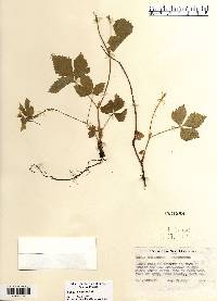 Rubus pubescens image