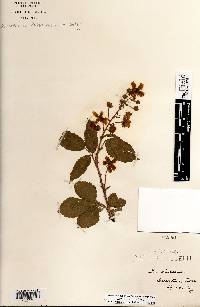 Rubus rosa image