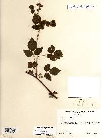 Rubus occidentalis image