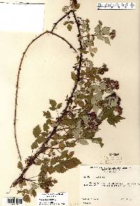 Rubus occidentalis image