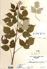 Rubus occidentalis image